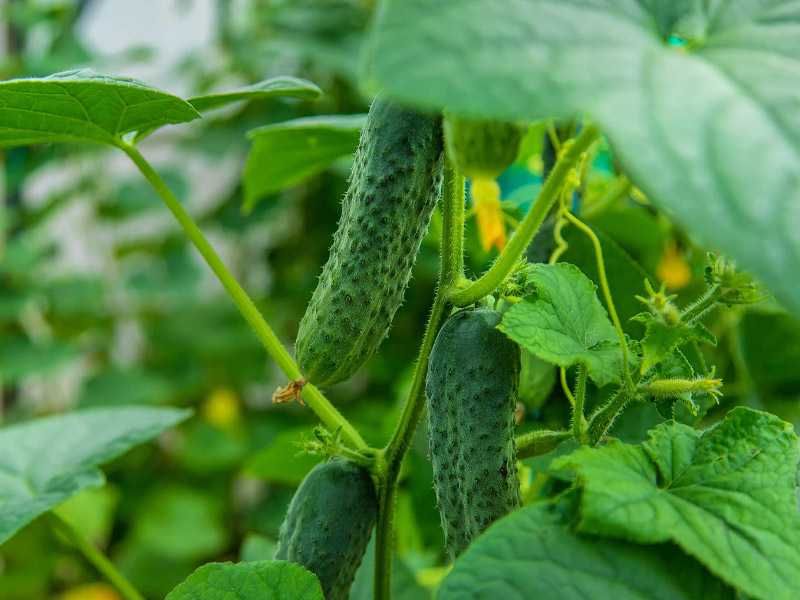 大量元素水溶肥的相關介紹